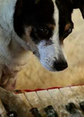 狗之心Heart of a Dog